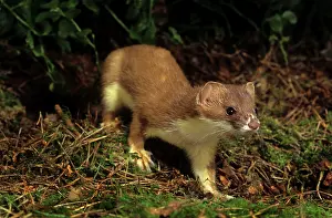 Ermine: Ermine / Short-tailed Weasel / Stoat