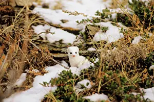 Ermine: Ermine / Short-tailed Weasel / Stoat
