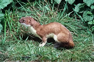 Ermine: Ermine / Short-tailed Weasel / Stoat