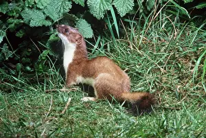 Ermine: Ermine / Short-tailed Weasel / Stoat