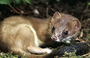 Belgium: Ermine / Short-tailed Weasel / Stoat - curled, facing