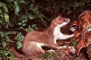 Ermine: Ermine / Short-tailed Weasel / Stoat - stripping tree bark