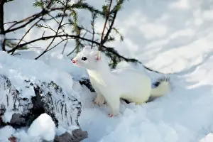 Ermine: Ermine / Short-tailed Weasel / Stoat - winter