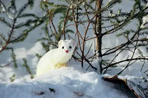 Pat And Tom Leeson: Ermine / Short-tailed Weasel / Stoat - winter