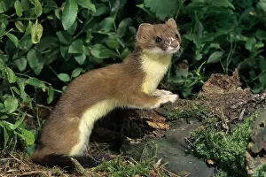 Ermine: Ermine or Stoat