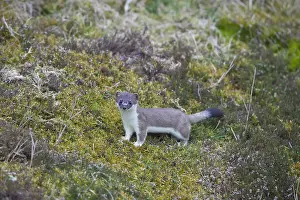 Ermine: Ermine, Stoat - adult - Germany