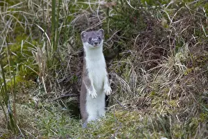 Ermine: Ermine, Stoat - adult - Germany