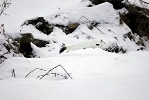 Ermine: Ermine / Stoat / Short-tailed weasel - running through snow
