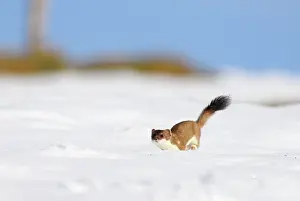 Ermine: Ermine / Stoat / Short-tailed weasel - running through snow