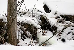Ermine: Ermine / Stoat / Short-tailed weasel - in snow - January