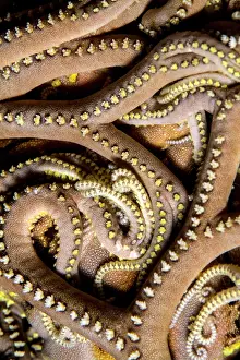 Lea Lee: Erna's Basket Star