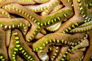Lea Lee: Erna's Basket Star