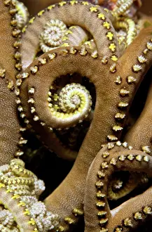 Erna's Basket Star