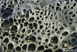 Acid: Eroded Rock, Pacific Shore
