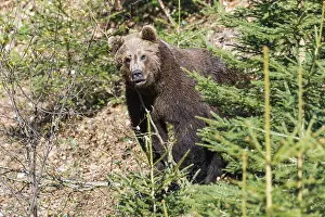 Inquisitive: Eropean Brown Bear - peering from between vegetation
