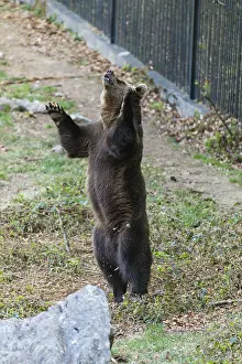 Leap: Eropean Brown Bear - two year old cub, leaping up