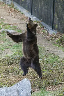 Leap: Eropean Brown Bear - two year old cub, leaping up