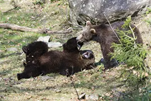 121118: Eropean Brown Bear - two young bears playing, Bavarian