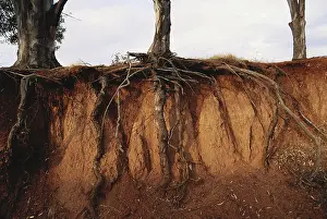 Gully: Erosion