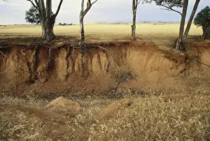 Gully: Erosion