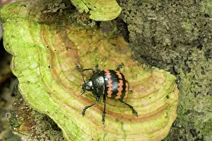 Peruvian: Erotylid beetle on Fungus