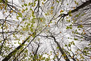 Sylvatica: Erupean Beech (Fagus sylvatica) trees from the