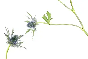Apiaceae: Eryngo