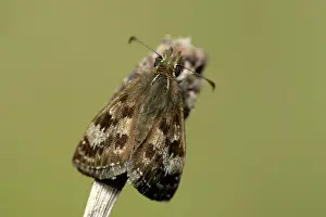 Hesperiidae: Erynnis tages