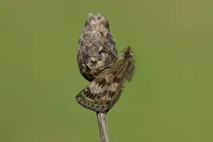 Hesperiidae: Erynnis tages