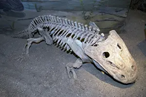 Permian: Eryops Skeleton