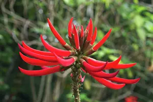 Erythrina: Erythrina speciosa