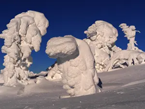 040319: Erzgebirge-snow covered trees at the Fichtelberg