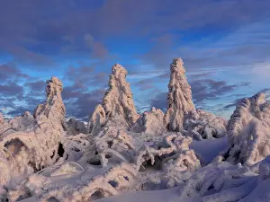 040319: Erzgebirge-snow covered trees at the Fichtelberg