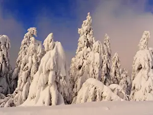 040319: Erzgebirge-snow covered trees at the Fichtelberg
