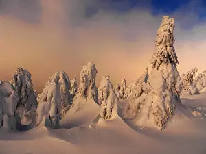 040319: Erzgebirge-snow covered trees at the Fichtelberg