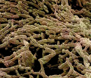 Bacterium: Escherishia Coli Bacteria / E. Coli - affected by antibiotic