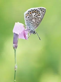 Polyommatus: Escher's Blue