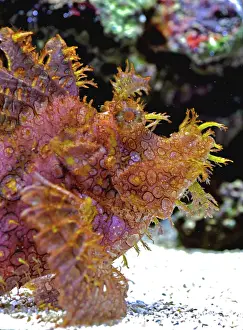 Eschmeyeri: Eschmeyer's Scorpion Fish