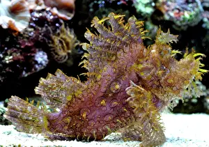 Eschmeyeri: Eschmeyer's Scorpion Fish