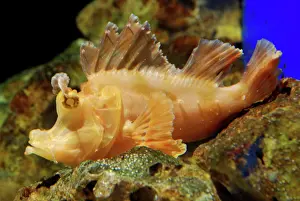 Seaweeds: Eschmeyer's Scorpion Fish - an ambush predator