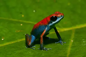 Morph: Escudo de Veraguas morph Strawberry Poison Frog