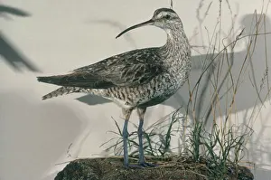 Taxidermy: Eskimo Curlew