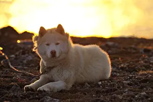Sledge: Eskimo dog lying on the shore Somerset Island Canada