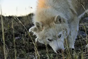 Hunted: Eskimo dog lying on the tundra Somerset Island Canada