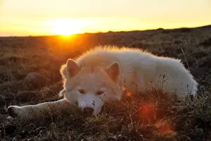 Intergalactic: Eskimo dog lying on the tundra Somerset Island Canada