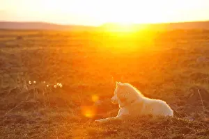 Intergalactic: Eskimo dog lying on the tundra Somerset Island Canada