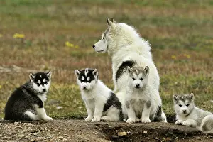 Sledge: Eskimo dog and her puppies Summer Camp Creswell Bay
