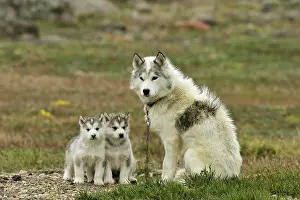 Sledge: Eskimo dog and her puppies Summer Camp Creswell Bay