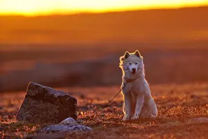 Intergalactic: Eskimo dog sitting in tundra Somerset Island Canada