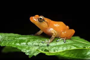 Robber: Esmeraldas Robber frog (Diasporus gularis), Choce